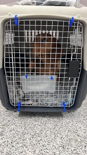 JetSet Pets - Pet Relocation Dubai — HOME-SERVICES in Dubai — photo 2