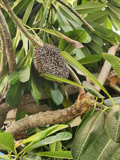 ECOPEST PEST CONTROL SERVICES- DUBAI — HOME-SERVICES in Dubai — photo 1