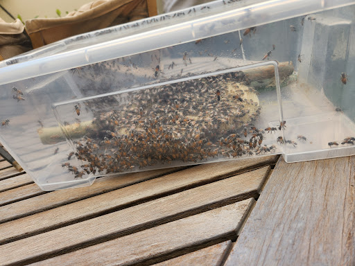 ECOPEST PEST CONTROL SERVICES- DUBAI — HOME-SERVICES in Dubai — photo 2