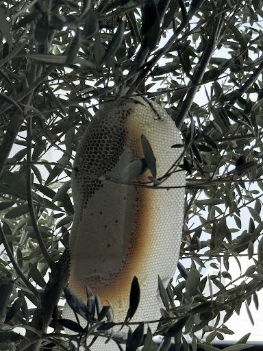ECOPEST PEST CONTROL SERVICES- DUBAI — HOME-SERVICES in Dubai — photo 3