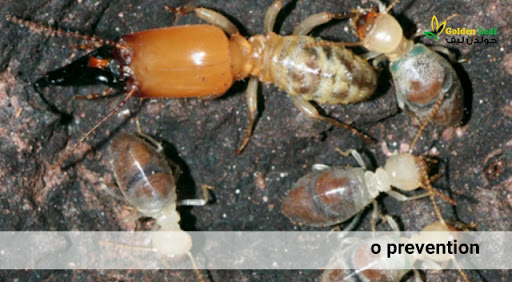 Golden Leaf Pest Control Dubai — HOME-SERVICES in Dubai — photo 1