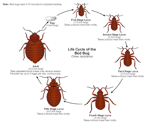 Quick Pest control Al Barsha — HOME-SERVICES in Dubai — photo 3