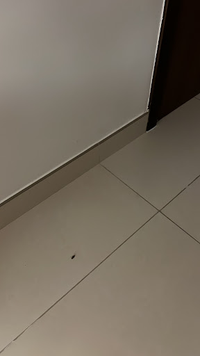 Expert Pest Control Dubai — HOME-SERVICES in Dubai — photo 3