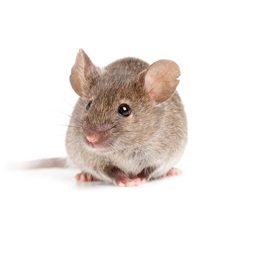 Quick Pest Control — HOME-SERVICES in Dubai — photo 2