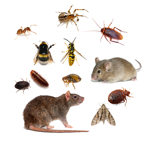 Quick Pest Control — HOME-SERVICES in Dubai — photo 3