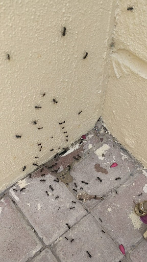 Avert Pest Control Hygiene Services — HOME-SERVICES in Dubai — photo 1