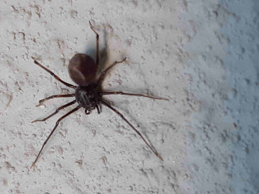 ECOCARE Cleaning & Pest Control Services — HOME-SERVICES in Dubai — photo 2