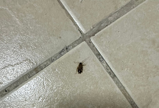 Top Classic Pest Control — HOME-SERVICES in Dubai — photo 1